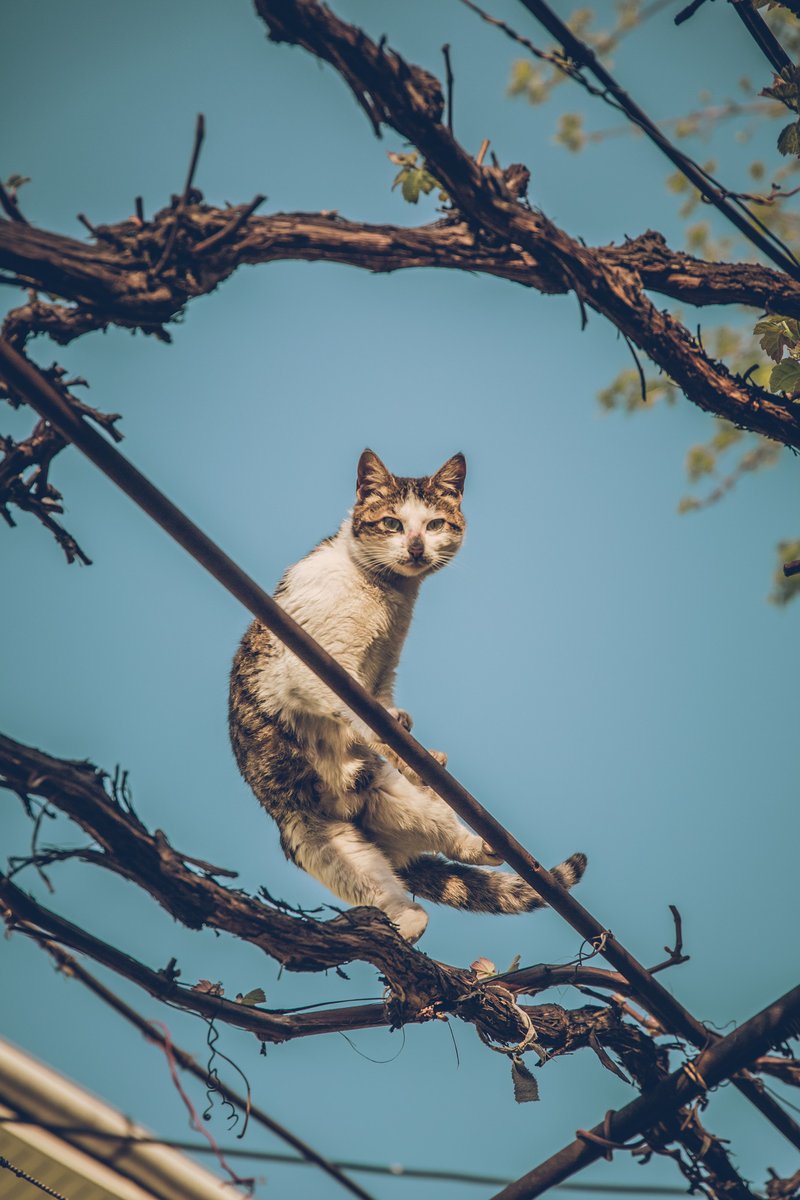 赤ちゃんにコーンミールを与えても大丈夫ですか？