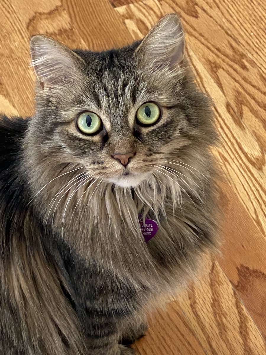TScheckelhoff's tweet photo. Snickelfritz misses seeing students when she sits and looks out our windows! She sends a “Meow” to all!  ⁦@StCatherinesRVA⁩ https://t.co/GrqmPygQDj