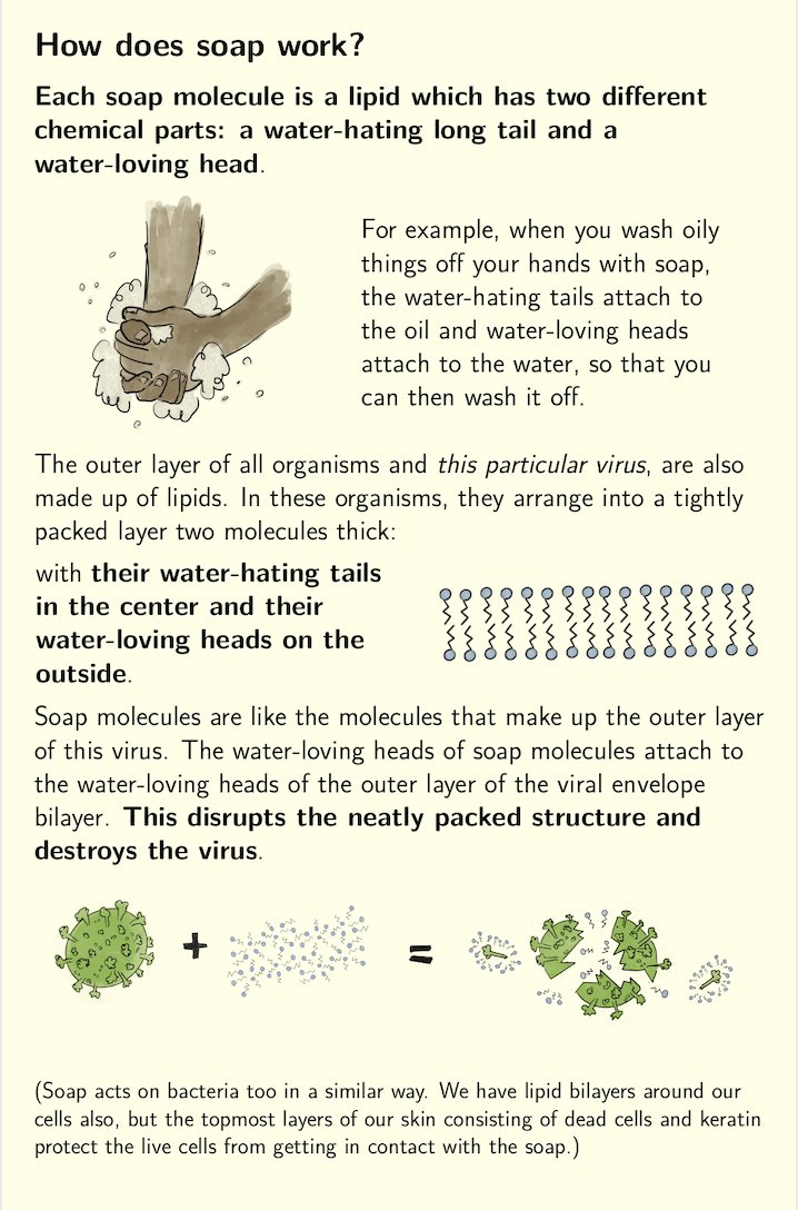 How does  #soap exactly work against the  #coronavirus? Lean about all the  #lipids that fight the  #virus to keep us healthy. So don't forget to  #WashYourHands   and  #StaySafeStayHealthy