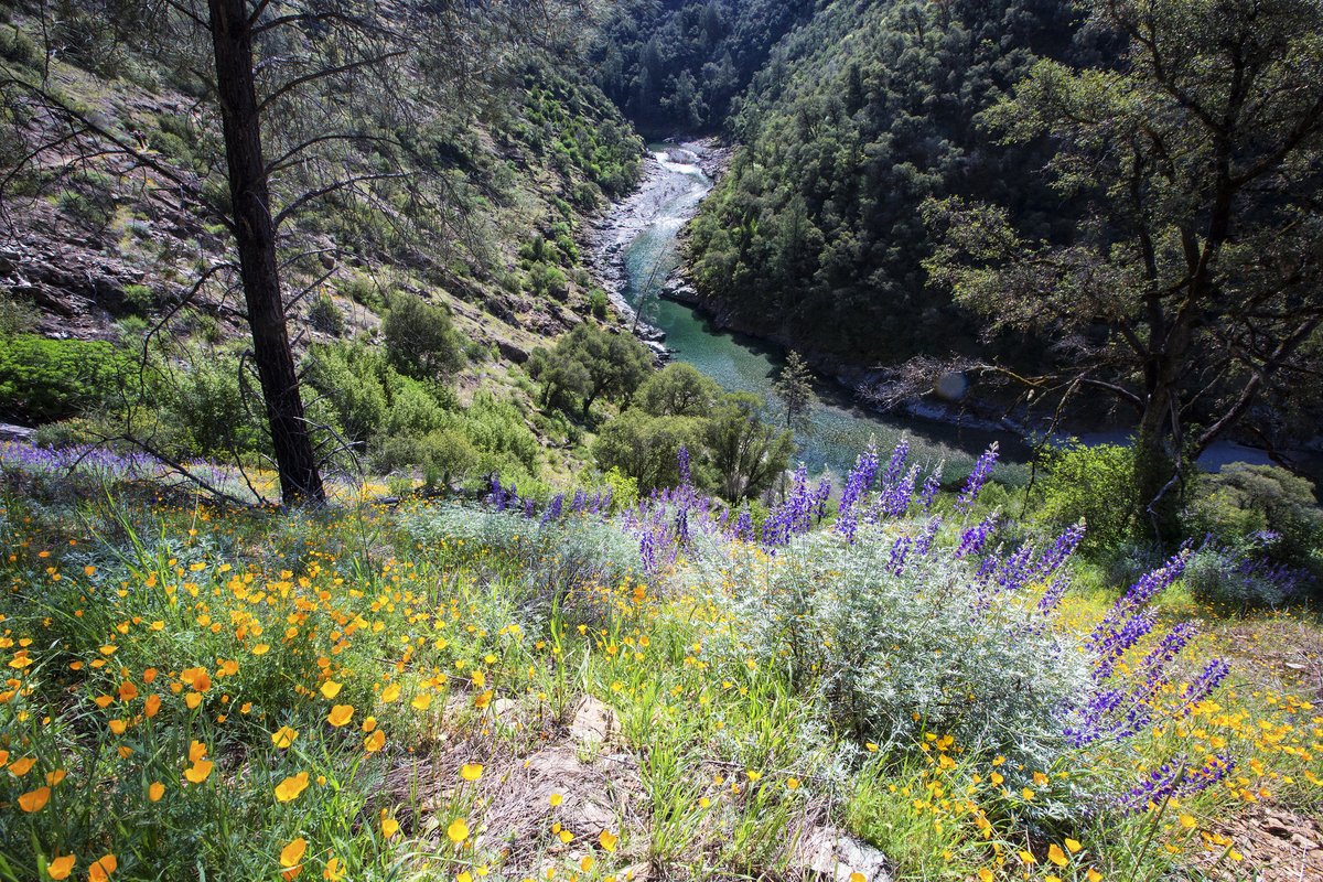 If you could magically transport yourself somewhere, the North Fork of the American River wouldn’t be a bad choice #California #VirtualVisit