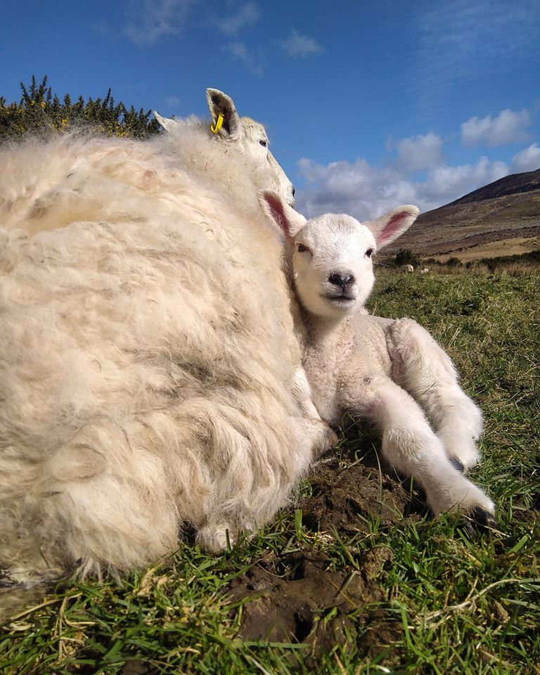 Beautiful Mourne Mountains, Co Down, N  #Ireland. Mournes are made up of 12 mountains with 15 peaks & include the famous Mourne wall (keeps sheep & cattle out of reservoir)! Area of Outstanding Natural Beauty. Partly  @NationalTrustNI. Daniel Mcevoy (with lovely cats!)  #caturday