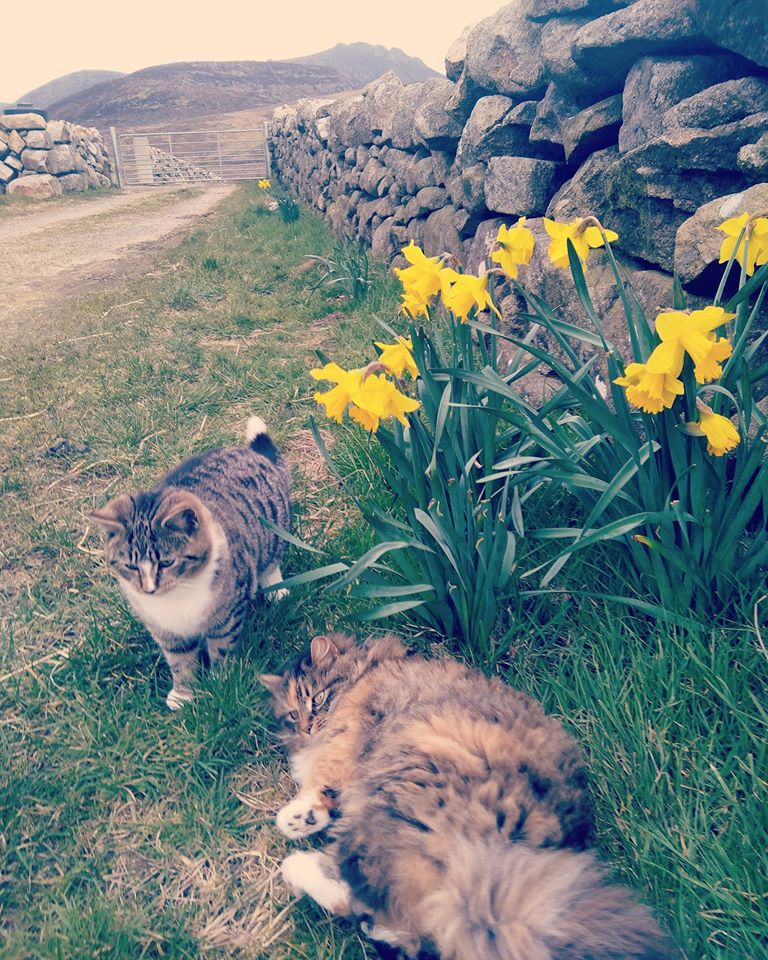 Beautiful Mourne Mountains, Co Down, N  #Ireland. Mournes are made up of 12 mountains with 15 peaks & include the famous Mourne wall (keeps sheep & cattle out of reservoir)! Area of Outstanding Natural Beauty. Partly  @NationalTrustNI. Daniel Mcevoy (with lovely cats!)  #caturday