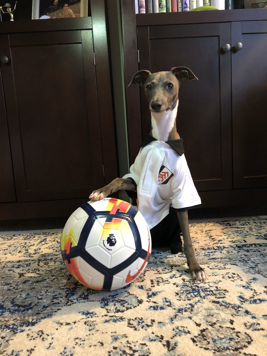 Erica_Gouse's tweet photo. @NBCSportsSoccer Bertie the Italian Greyhound is missing having @FulhamFC in the EPL. ⚽️ https://t.co/V1lH2ziAHl