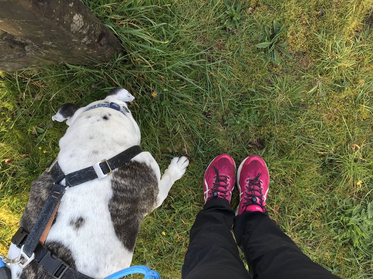 WinstonsWoofs's tweet photo. Checking out the peemails on my walk with mumma this morning #oneformofexerciseaday #lockdown https://t.co/4rWBisH8mJ