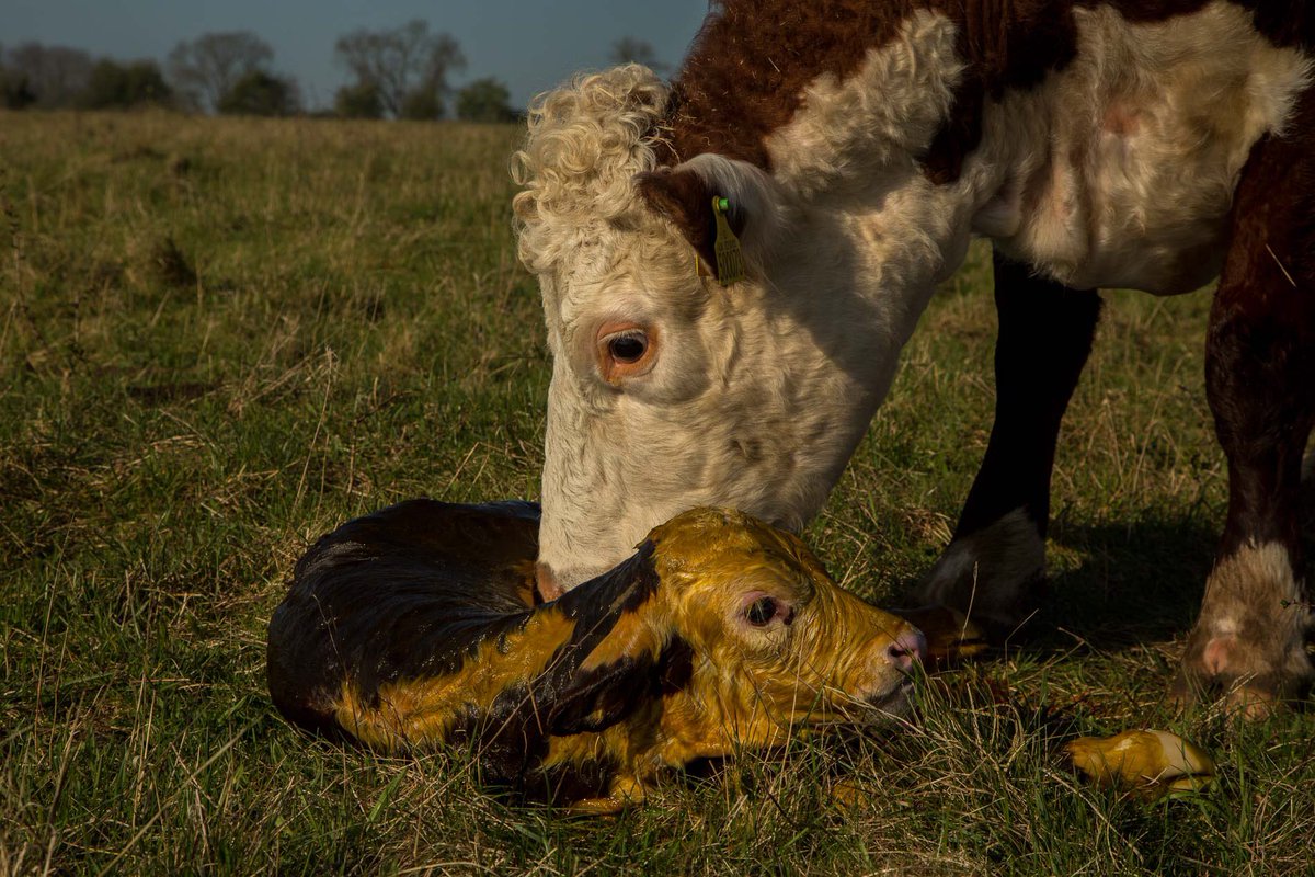 FarmersOfTheUK's tweet photo. Calving is about to begin. These #calves were born last year. The instinct and love never ceases to amaze me. All calves remain with their mothers until natural weaning occurs about 9-10 months. Each calf recognises the smell and sound of its mother. #farmingatitsbest #love https://t.co/6hBIAxHHMV