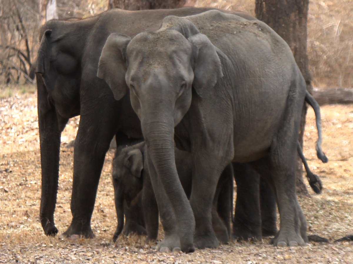 This Thread is about Social and Emotional Behaviour of Elephants ...Elephants are said to value their families more than most animals. They protect the calves by forming a kind of RING FENCE  which even a Tiger finds difficult to penetrate.©OrissaWild