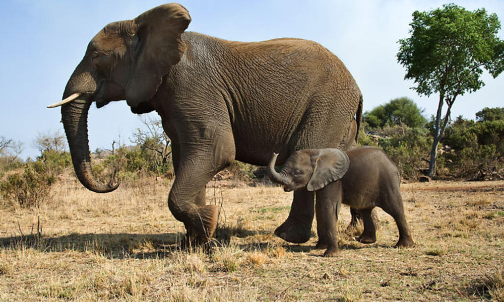 Babysitting...Elephant Moms are Affectionate & Amazing !! live in a matriarchal society, so 'Other Females'  in the social group help a calf to its feet after birth.By watching the adults, the calf learns which plants to eat and various social habits©Martin Harvey