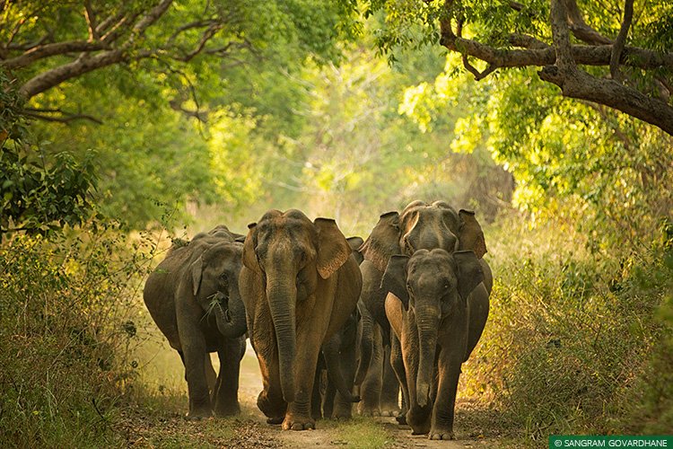 March of the Herd!!An Elephant herd constitutes as many as 50 members or even more.In a family an older, experienced lady elephant leads the herd. A family usually consist of a mother, her sisters, daughters & calves .Occasionally, non-related elephants join to form families.