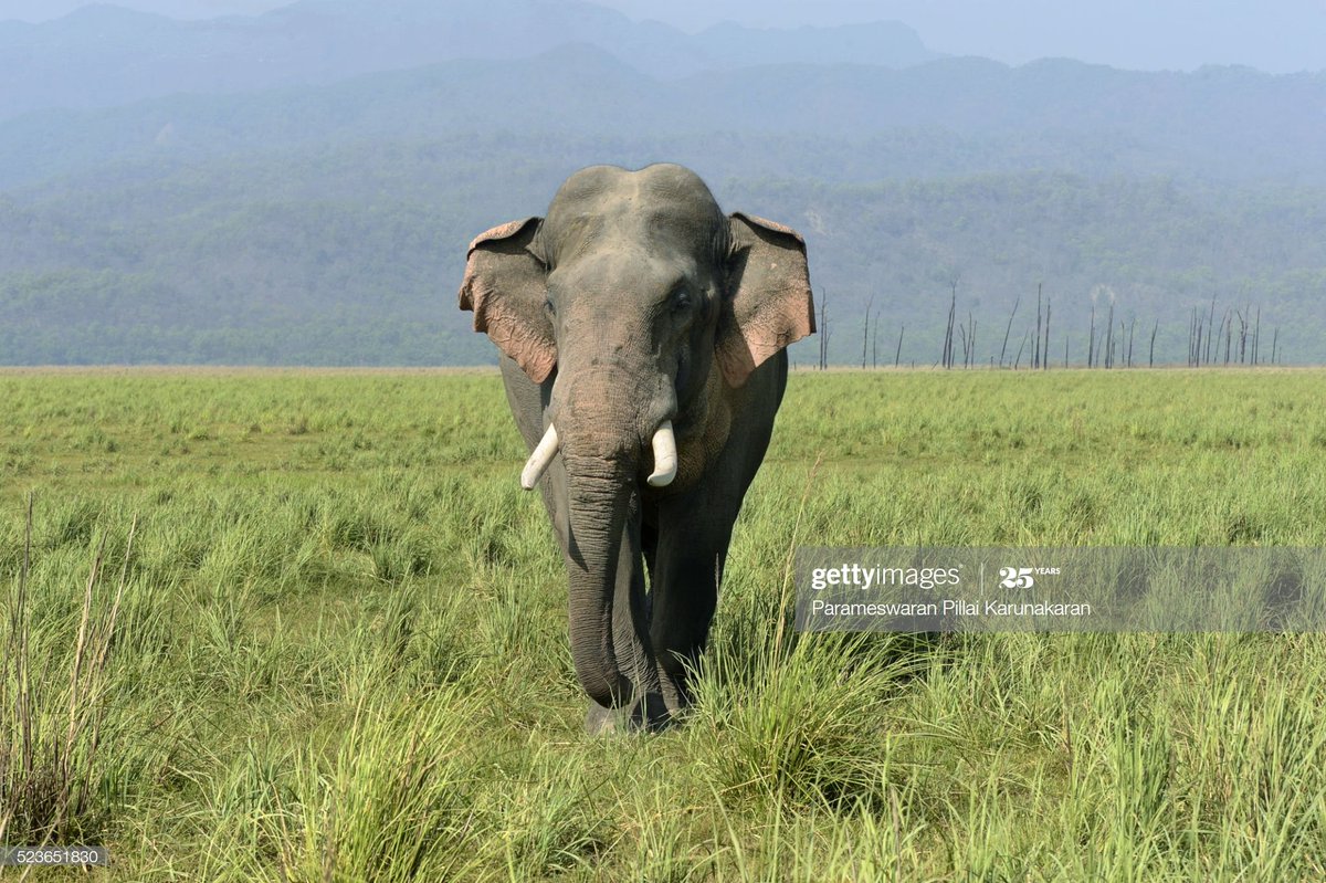 Males Hang Out !!Adult Male Elephant lives a predominantly nomadic & solitary life. He breaks away with the family at the age of 12-15 to either roam alone or find a loosely knit group of male elephants to join.DYK - The Adult Male Elephant is called a 'BULL'.