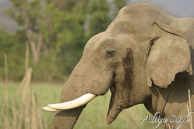 Musth...Musth is a period among Adult Male Elephants in which they are very aggressive and sexually active.In this, their temporal glands become swollen from where a strong smelling fluid, rich in testosterone, runs down on their cheeks.