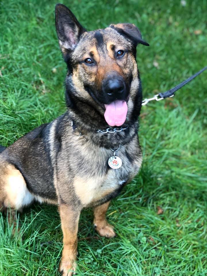 gsrescueelite's tweet image. Bruno is around 18mths old and has spent the majority of his life in kennels, he is looking for a child and pet free home that can give him the boundaries and guidance he needs 
#dogs #GermanShepherd #Essex
gsrelite.co.uk/bruno-9/