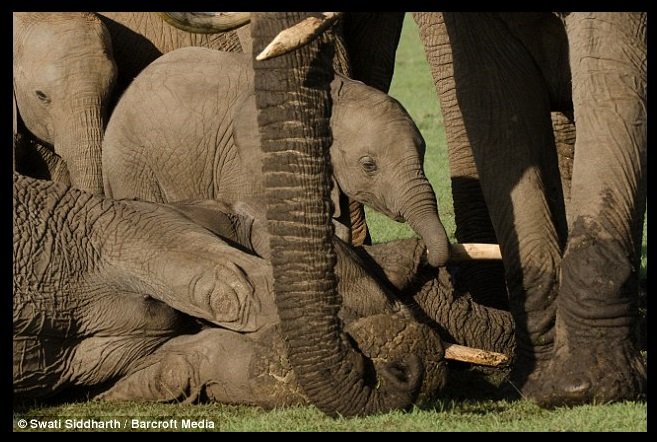  are known to develop strong, intimate BONDS in a social circle.Elephants are the only non-human animals to MOURN their dead, performing burial rituals and returning to visit graves.