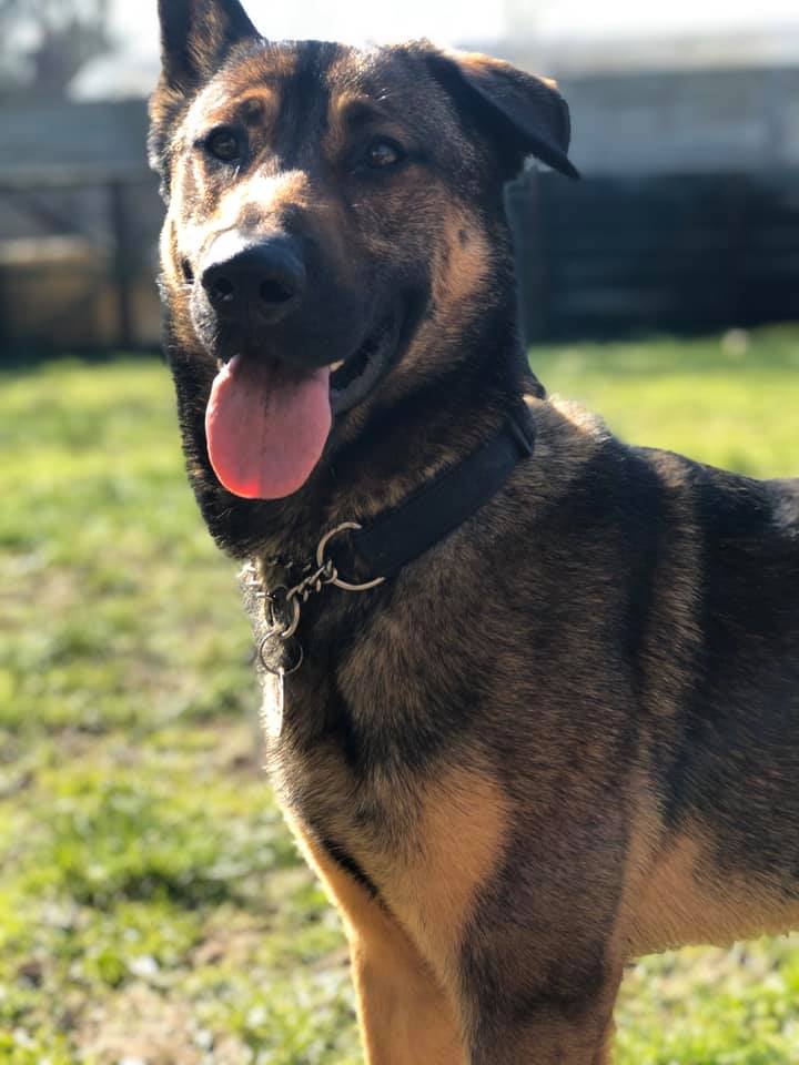 gsrescueelite's tweet image. Bruno is around 18mths old and has spent the majority of his life in kennels, he is looking for a child and pet free home that can give him the boundaries and guidance he needs 
#dogs #GermanShepherd #Essex
gsrelite.co.uk/bruno-9/