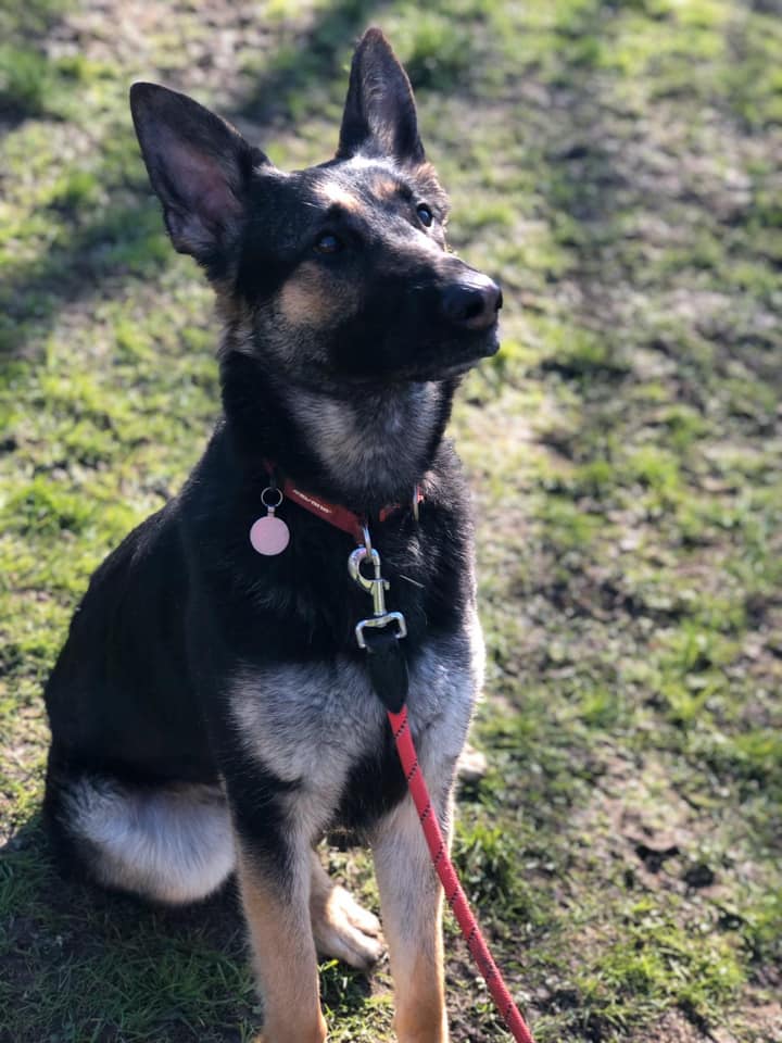 gsrescueelite's tweet image. Ruby is just a year old and this girl comes from KC working lines, she is bright and high energy so needs a home that can give her a job to do and keep her busy please 
#dogs #GermanShepherd #Essex
gsrelite.co.uk/ruby-13/