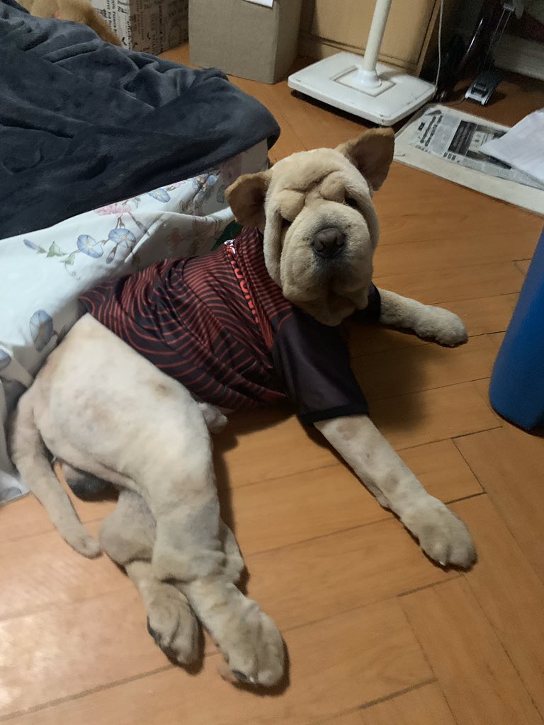 MelissaFinish's tweet photo. we decided to have 2 of our chows shaved for the summer, but now they can’t handle air conditioning so they have to wear shirts 😂😂😂 https://t.co/NQYehjuZD0