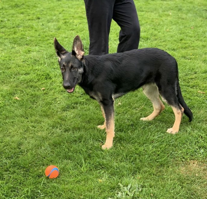 gsrescueelite's tweet image. Ruby is just a year old and this girl comes from KC working lines, she is bright and high energy so needs a home that can give her a job to do and keep her busy please 
#dogs #GermanShepherd #Essex
gsrelite.co.uk/ruby-13/