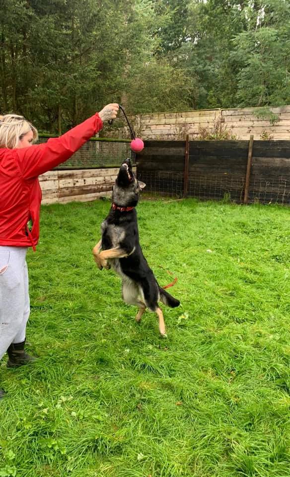gsrescueelite's tweet image. Ruby is just a year old and this girl comes from KC working lines, she is bright and high energy so needs a home that can give her a job to do and keep her busy please 
#dogs #GermanShepherd #Essex
gsrelite.co.uk/ruby-13/