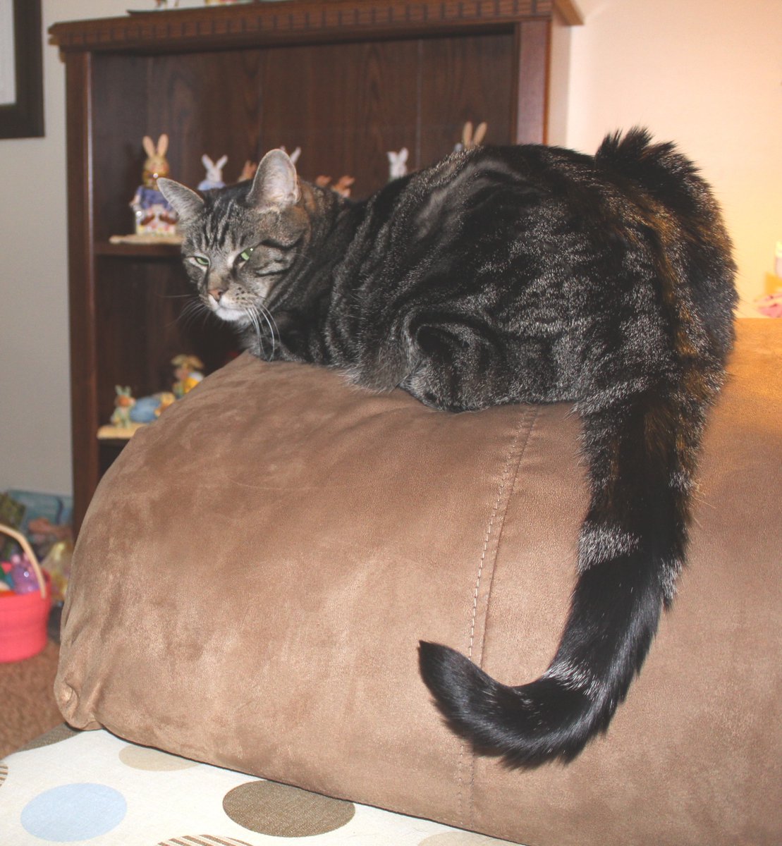 SusieQ6shooter's tweet photo. #Caturday #Abigail Do you think this photo my mom posted makes my #HindEnd look #huge? https://t.co/v1XpSAA5Al