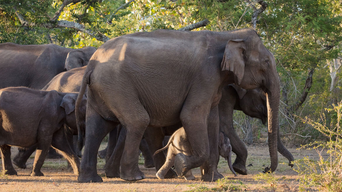 Amazing SENSORY POWERS...!!!Elephants know every member of their herd and are able to recognize up to 30 companions by sight or smell.