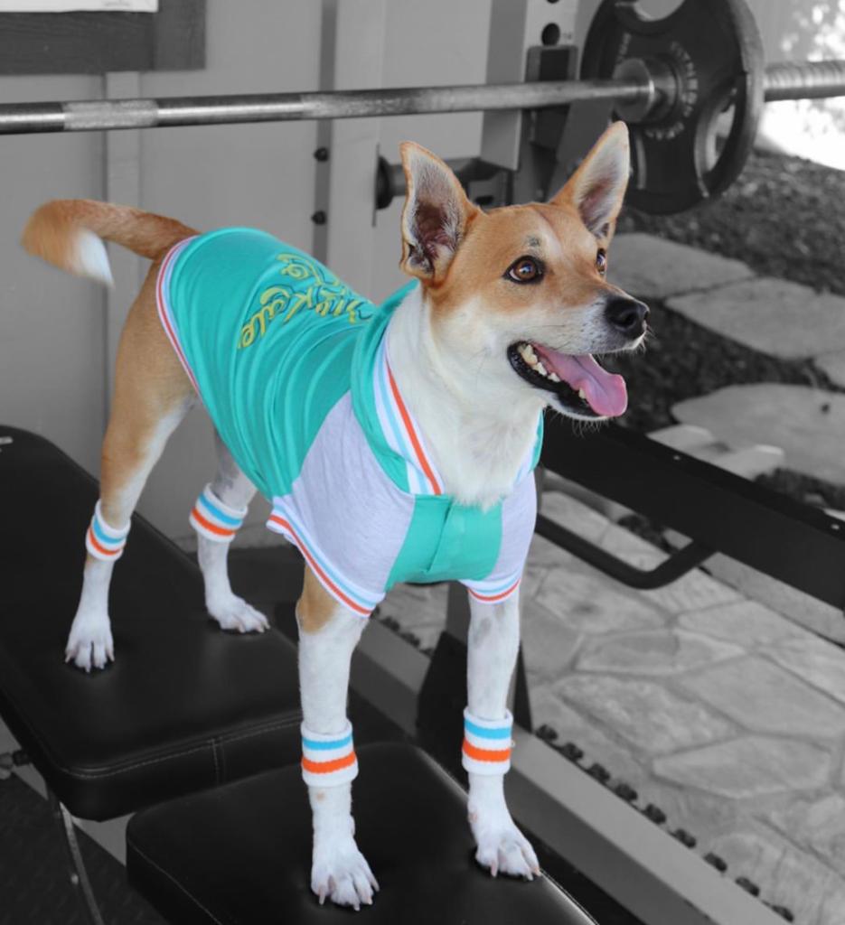 PetSmart tweet media