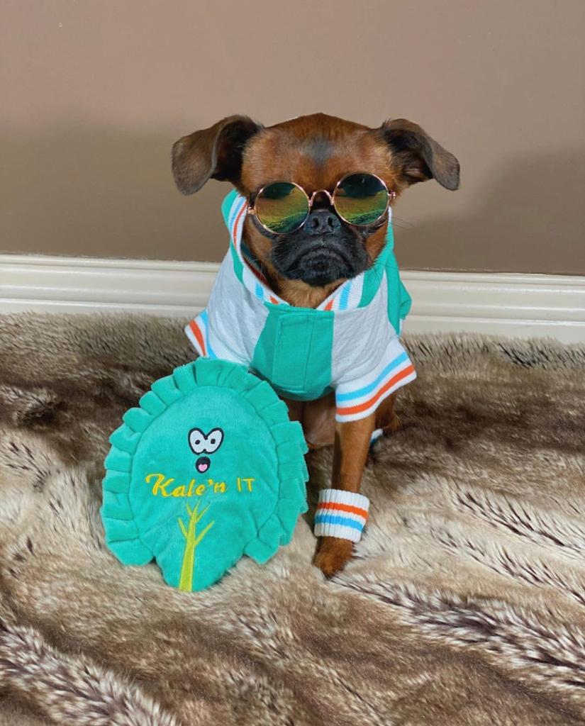 PetSmart tweet media