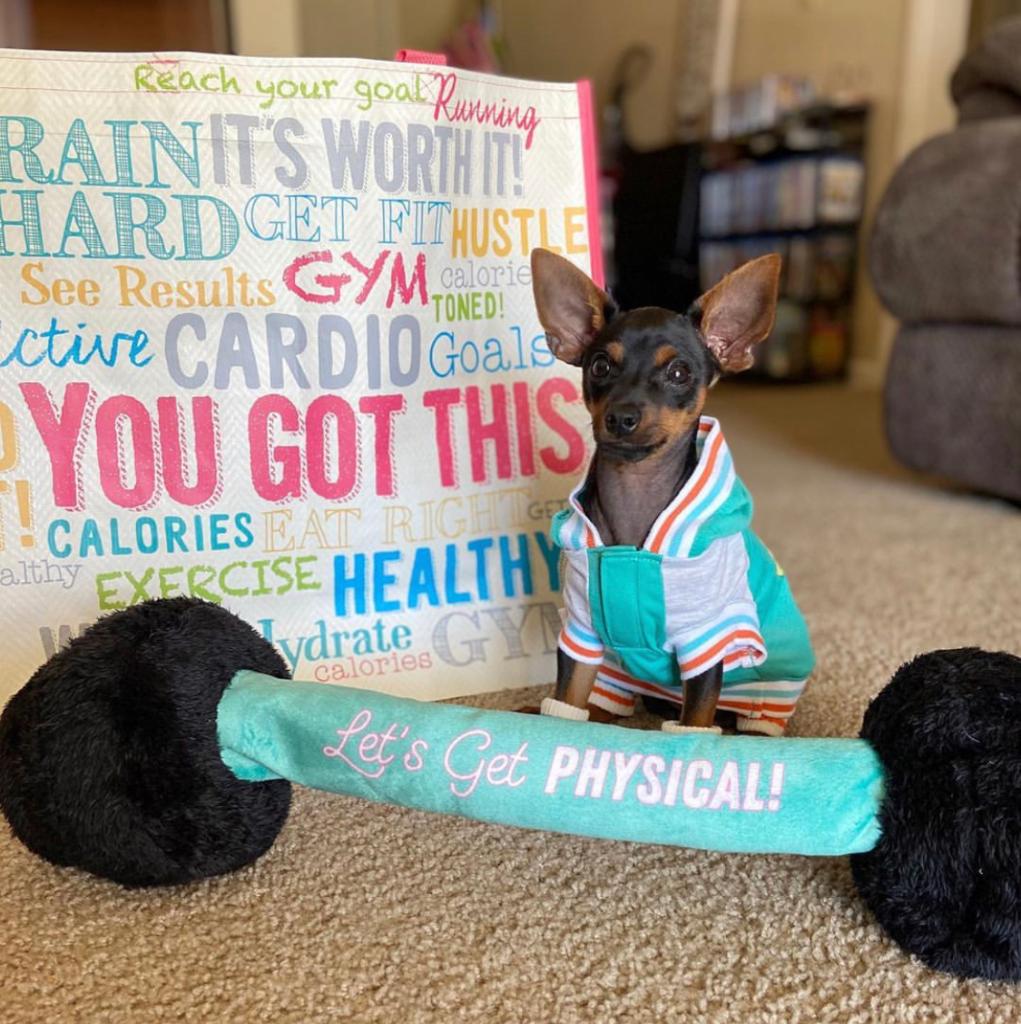 PetSmart tweet media