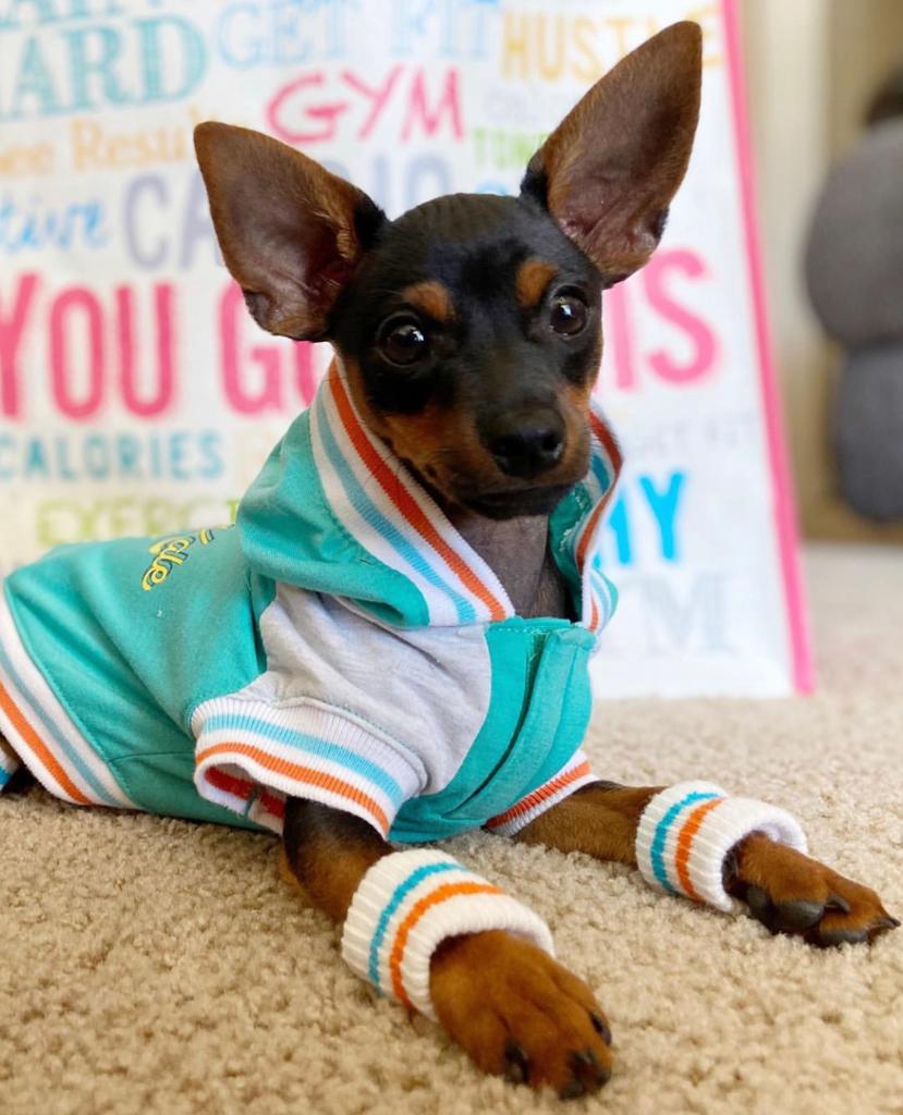 PetSmart tweet media