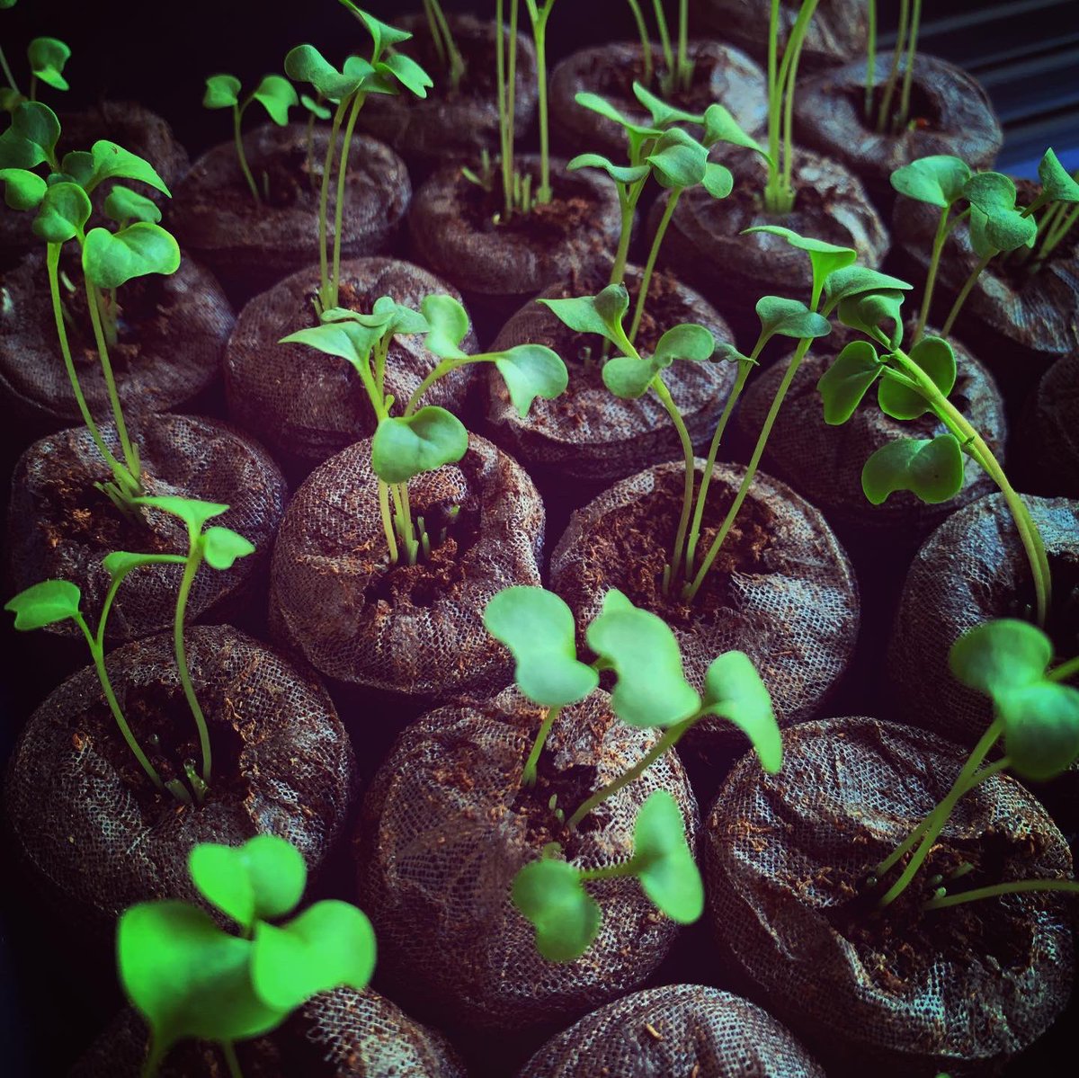 RosslynRedux's tweet photo. Thinning broccoli seedlings and harvesting the cold microgreens for lunch. Perhaps an omelette? #gardening #springstarts #mindful #gardenlife #springtime #mindfulness #gardeningtips #spring2020 #coronavirus #quarantine #quarantinelife #gardenlove #microgreens https://t.co/wlP5i3uO7P