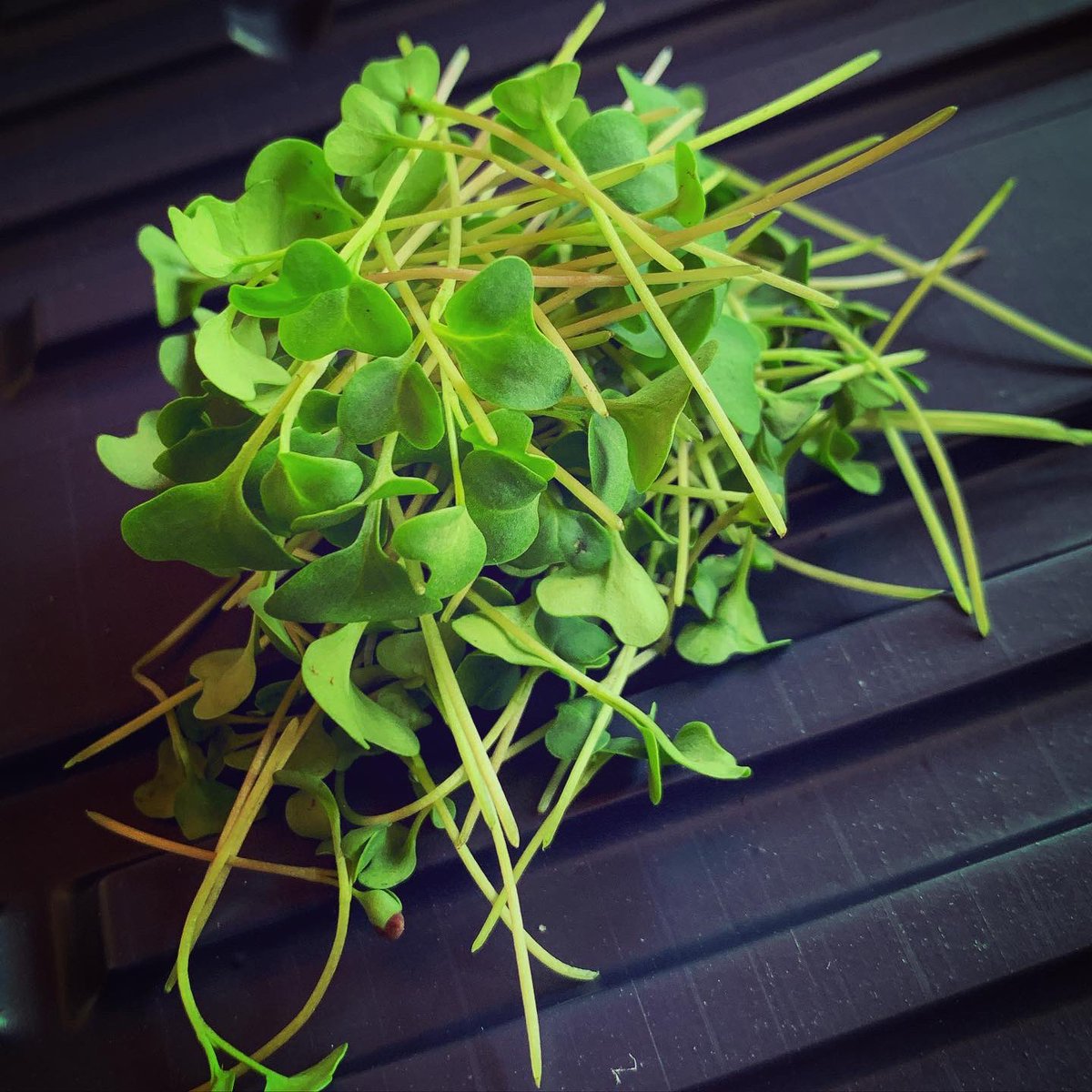 RosslynRedux's tweet photo. Thinning broccoli seedlings and harvesting the cold microgreens for lunch. Perhaps an omelette? #gardening #springstarts #mindful #gardenlife #springtime #mindfulness #gardeningtips #spring2020 #coronavirus #quarantine #quarantinelife #gardenlove #microgreens https://t.co/wlP5i3uO7P