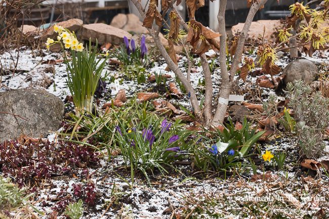 MomentsintheG's tweet photo. Despite the snowfall we had yesterday I was still able to pick some spring flowers. #lightsnowfall #flowercollage #springposy #springflowers #springbulbs #scilla #violet #miniaturedaffodil #heather #forsythia #momentsinthegardenphotography https://t.co/8j8zqB97EV