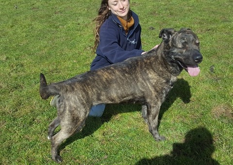 gsrescueelite's tweet image. 3yr old Mia has been on a road trip from #Cornwall to #Gloucester and we have discovered she is a real cuddle monster who loves a fuss and a belly rub 
#dogs #GermanShepherd 
gsrelite.co.uk/mia-6/