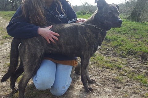 gsrescueelite's tweet image. 3yr old Mia has been on a road trip from #Cornwall to #Gloucester and we have discovered she is a real cuddle monster who loves a fuss and a belly rub 
#dogs #GermanShepherd 
gsrelite.co.uk/mia-6/