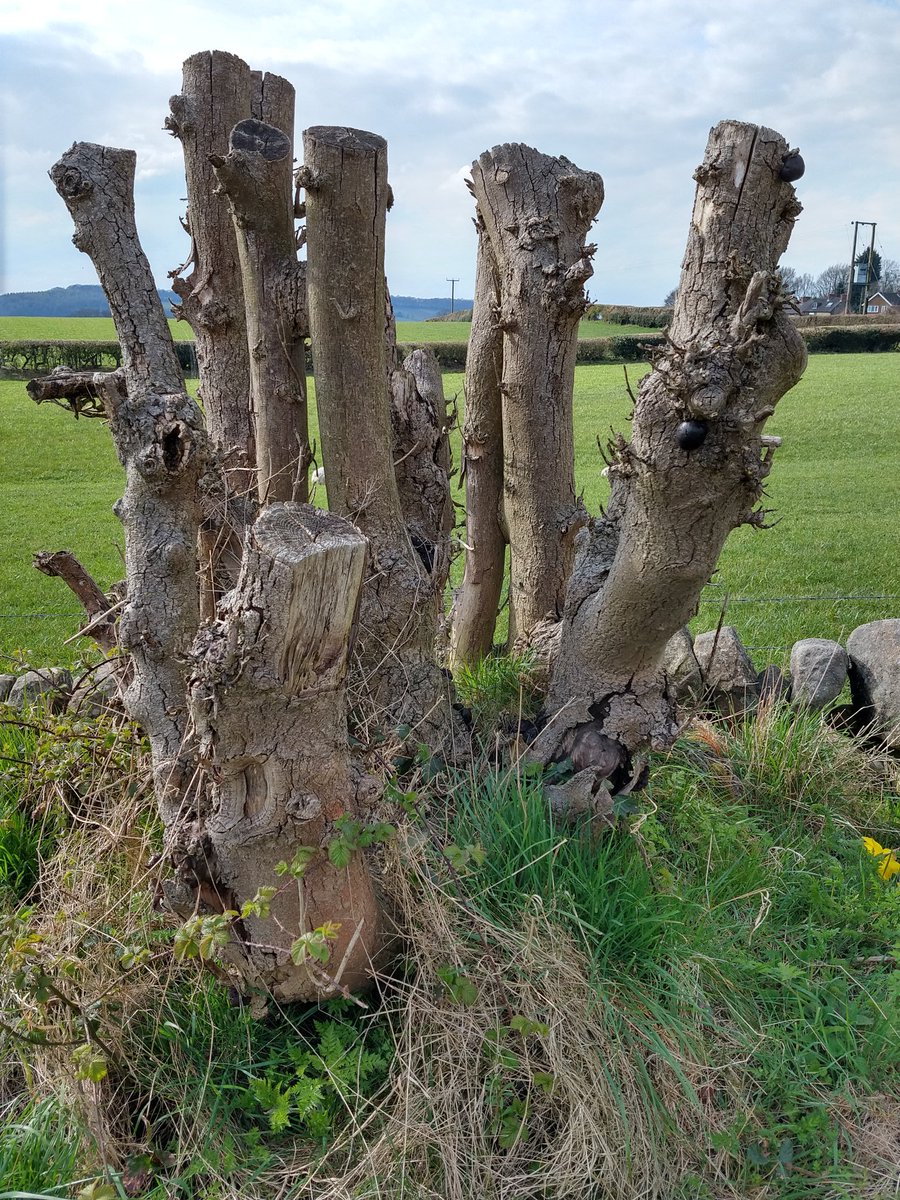 WildlifePrecey's tweet image. passed an Ash stump covered in King Alfred's Cakes, and thought I'd have a quick check...

10+ adult Platyrhinus resinosus, everyone's favourite walking bird dropping, and not a bad record for #Derbyshire 

#LockdownListing focuses the attention closer to home...