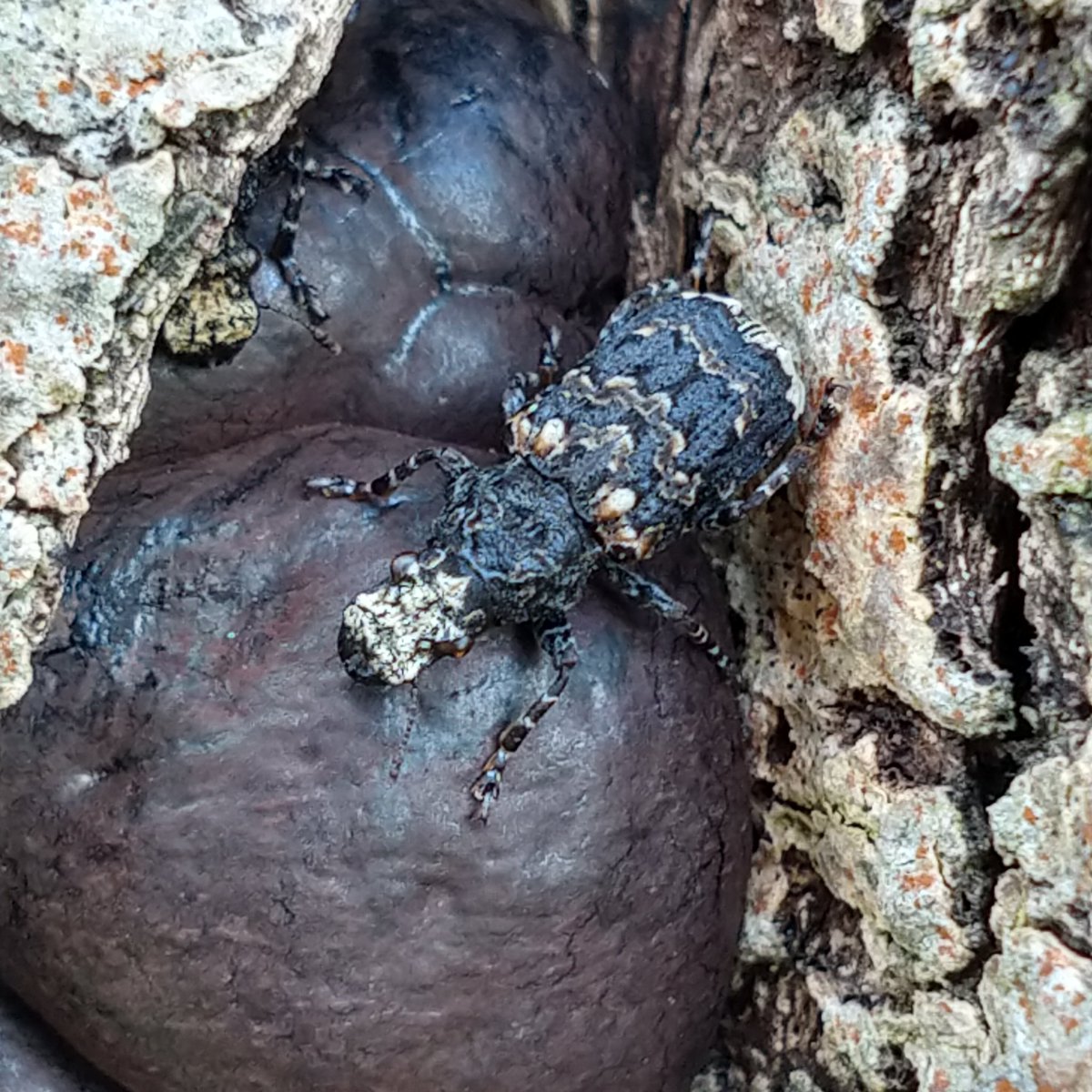 passed an Ash stump covered in King Alfred's Cakes, and thought I'd have a quick check...

10+ adult Platyrhinus resinosus, everyone's favourite walking bird dropping, and not a bad record for #Derbyshire 

#LockdownListing focuses the attention closer to home...