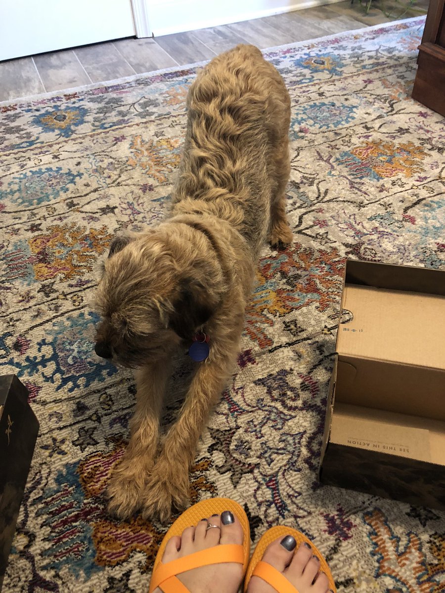 MsDePaulo's tweet photo. Here are some pics of Harper to brighten everyone’s day. (Notice how great her downward facing dog is....) https://t.co/BaT0N2fi7C