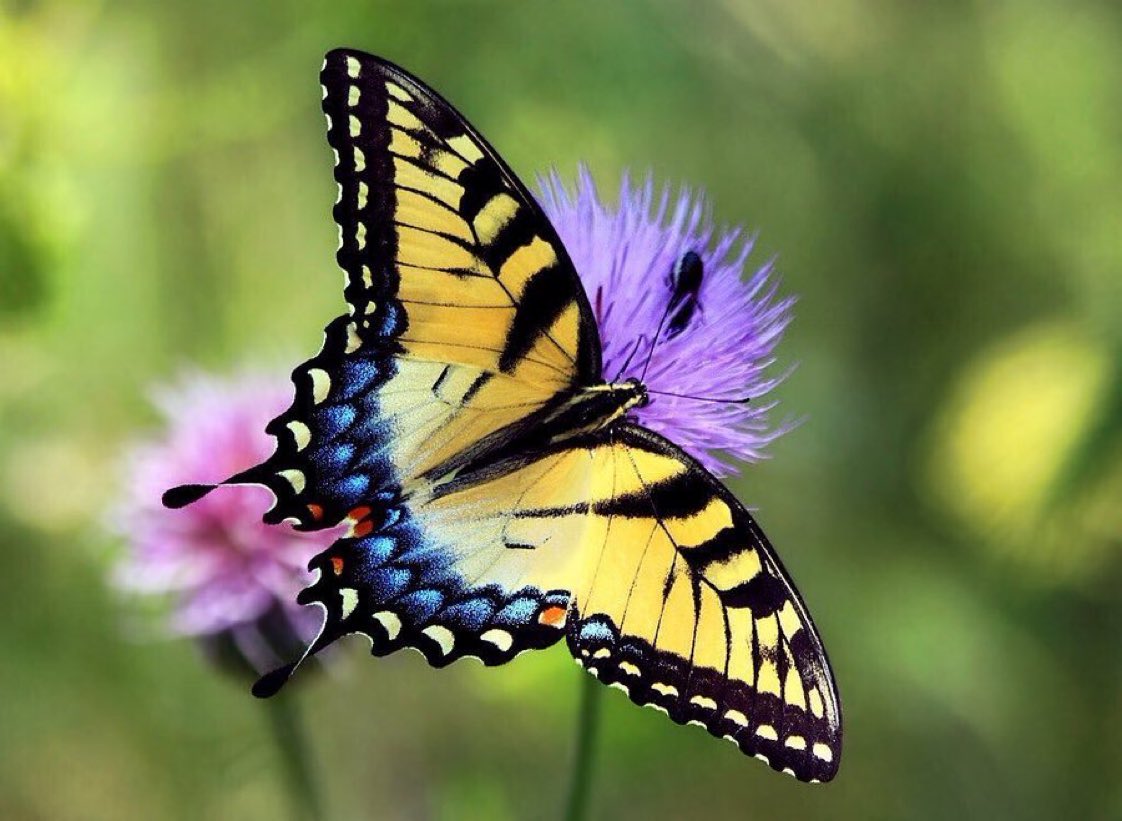 Joe Harris signed an act designating the Tiger Swallowtail as the state but...