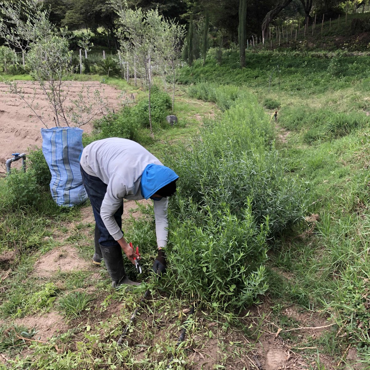Aromavida_Ec's tweet photo. ¡Cosechando estragón¡ Nuestra principal materia prima son los beneficios que las plantas nos ofrecen 😇 https://t.co/ubVEZ5UGyf