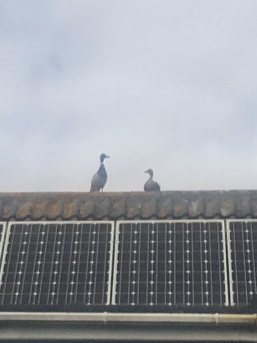 Pleased to see our resident ducks are applying social distancing rules!!

Keep your distance and stay safe everyone xx