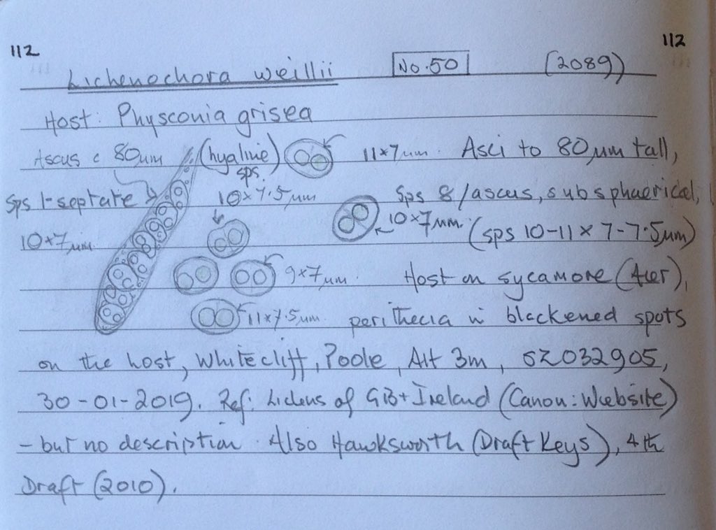 v_giavarini's tweet photo. A fairly conspicuous member of Xanthorion clad trees (especially sycamore), is the grey-brown lichen Physconia grisea. Localised discolouration of the lobes should be examined carefully for the lichen fungus Lichenochora weillii which has been barely recorded in England. https://t.co/V1CMy6KtqR