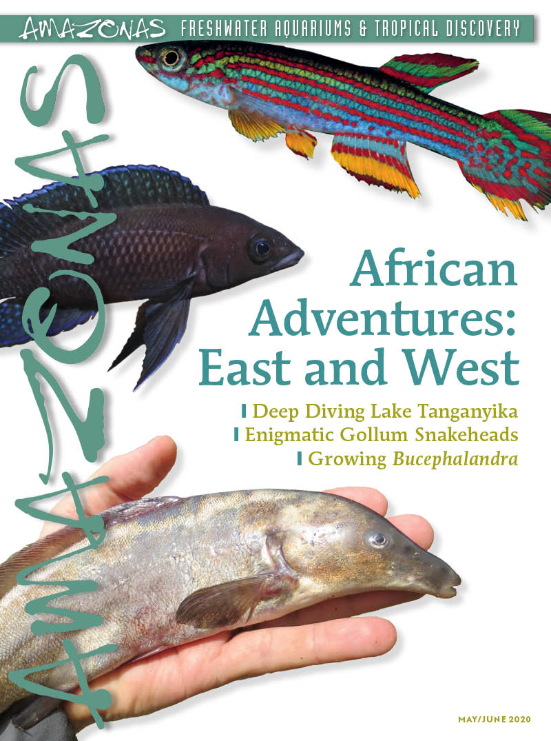 AmazonasMag's tweet image. It's that time of the every-other-month! NEW @AmazonasMag #InsideLook starts now! AMAZONAS Magazine, Volume 9, Number 3, AFRICAN ADVENTURES: East and West, on sale April 7th, 2020! 

#amazonasmagazine #fishmagazine #aquariummagazine #aquariumhobby #aquarium #aquariums