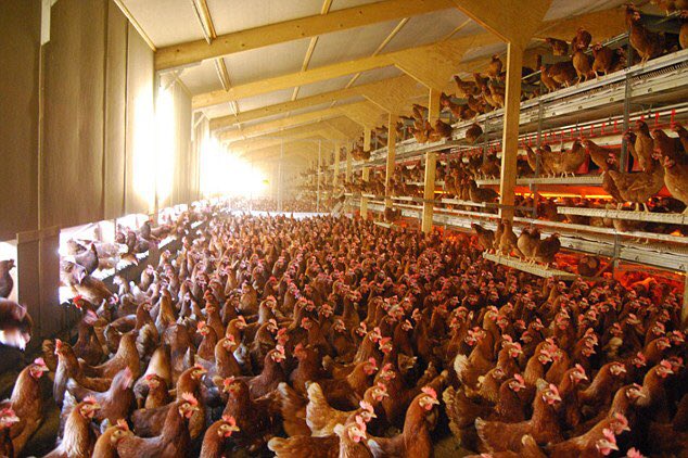 unaiwind's tweet photo. En exclusiva las primeras imágenes q ninguna TV mostrará cuando dejemos el confinamiento atrás.
#GoVegan #Antiespecismo https://t.co/PLf8nLnzT8