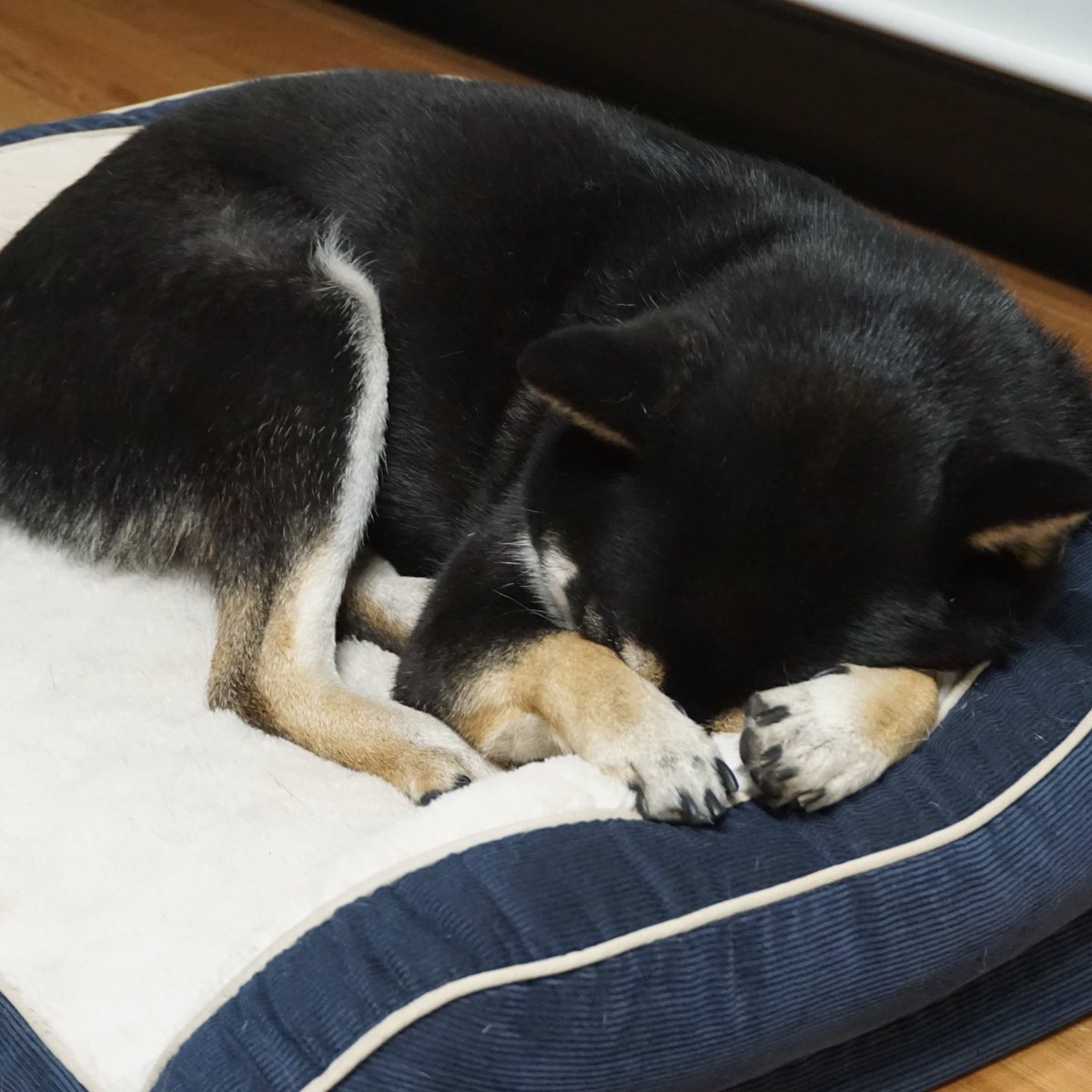 かとうりえ お休みなさい 黒柴 柴犬 ビーグル 犬 Shibainu Beagle Dog A5100 Sonya5100