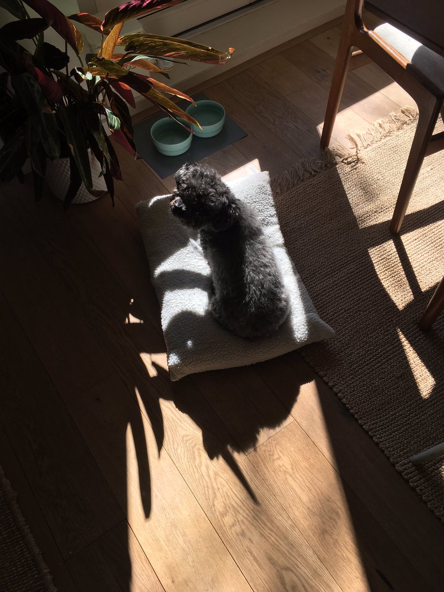 MaiteCanto's tweet photo. @jackthorne Yep. I keep having to move her bed when shadow hits. 🙄 https://t.co/EebBydD6yM