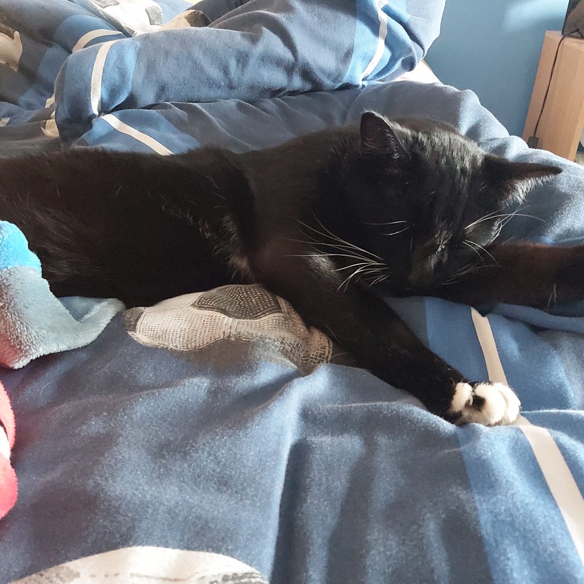 Happy #Caturday #CatsOfTwitter
