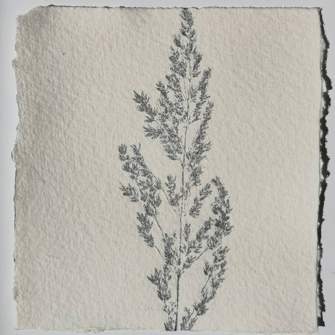LynnBaileyPrint's tweet photo. Test prints for my lock-down situation. Limited material, very limited equipment & only have silver ink! #GottaPrintThroughThis #mylocality #preciousweed #monoprint #vintagepaper #barchamgreen #creativelockdown #hyperlocal #localeco https://t.co/DpBFHqvd8I