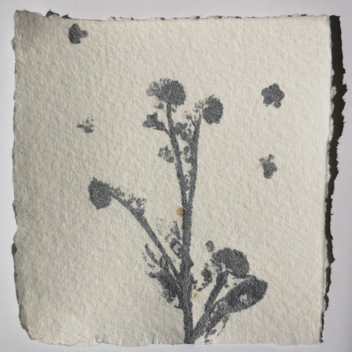 LynnBaileyPrint's tweet photo. Test prints for my lock-down situation. Limited material, very limited equipment & only have silver ink! #GottaPrintThroughThis #mylocality #preciousweed #monoprint #vintagepaper #barchamgreen #creativelockdown #hyperlocal #localeco https://t.co/DpBFHqvd8I