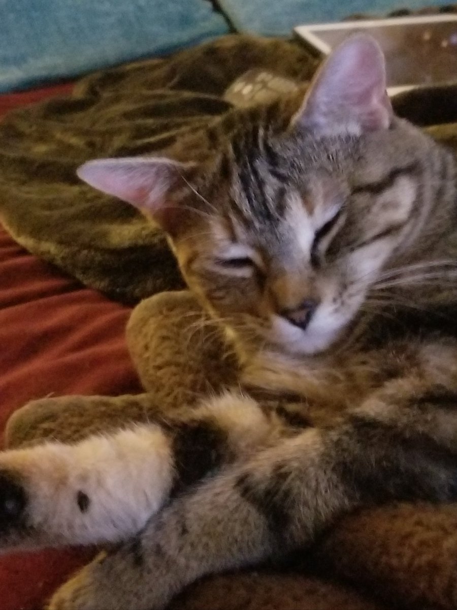 othrunner99's tweet image. #Caturday 4