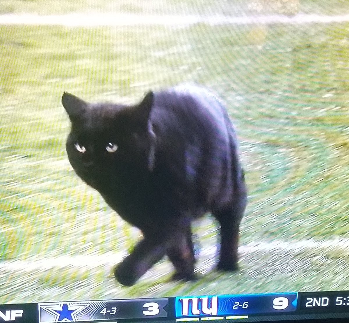 othrunner99's tweet image. #Caturday 4