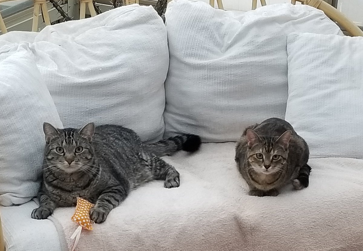 othrunner99's tweet image. #Caturday 4