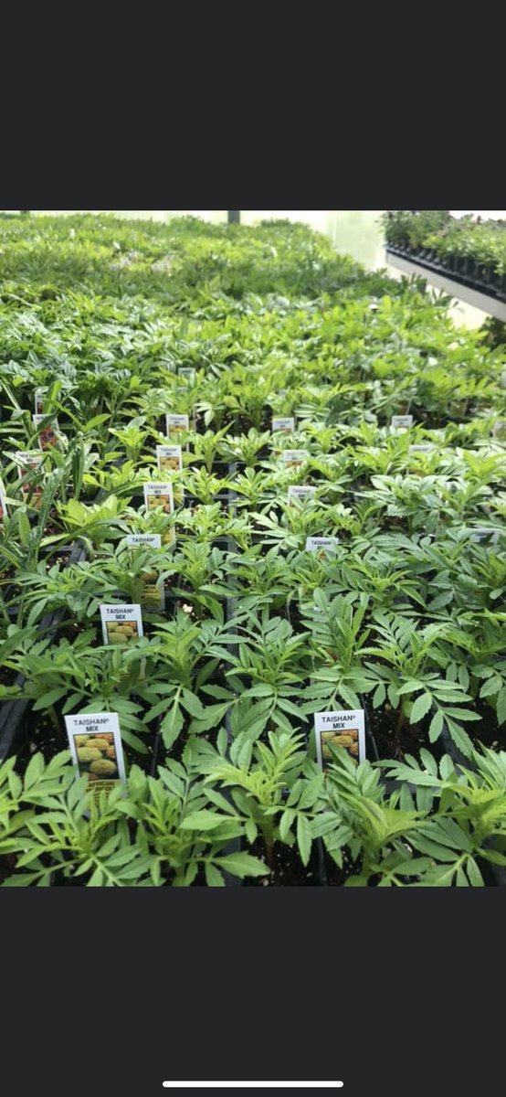 BoyleFFA's tweet photo. **IMPORTANT ANNOUNCEMENT**
The Boyle County FFA Greenhouse will be open for a drive thru sale starting April 8th until April 30th. Please go to the Boyle County FFA Greenhouse Page on Facebook to find out more details! Please spread the word! https://t.co/H4B6VktJuB